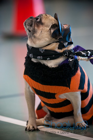 PugOWeen-3089