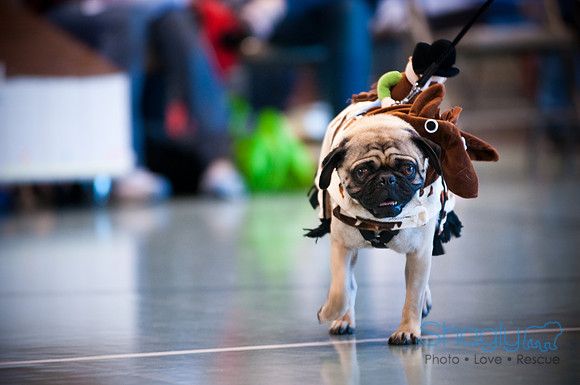 PugOWeen-2836