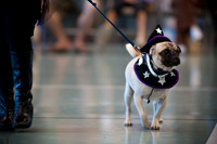 PugOWeen-2674