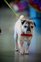 PugOWeen-2680