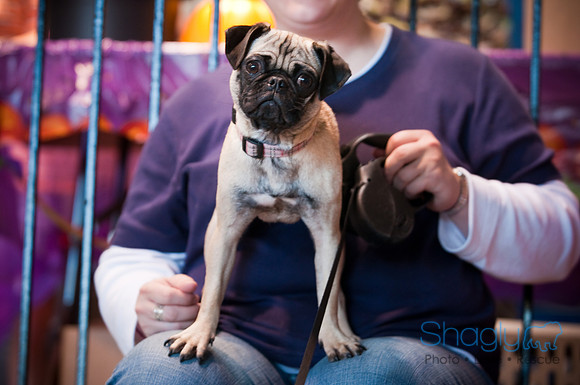 PugOWeen-3411
