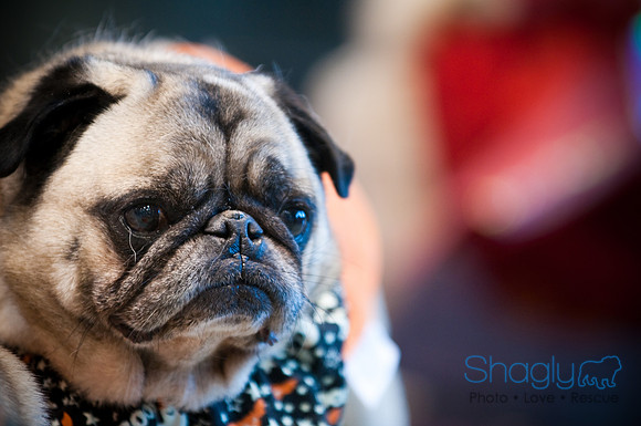 PugOWeen-3620
