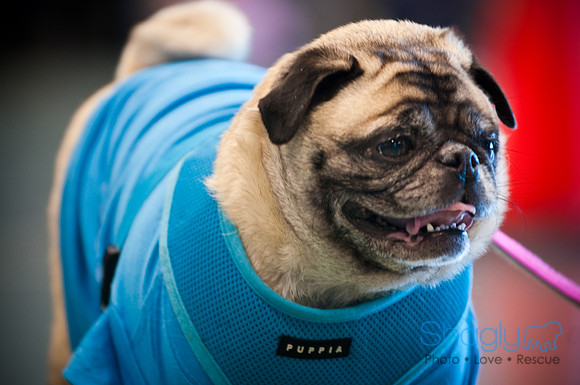PugOWeen-3041