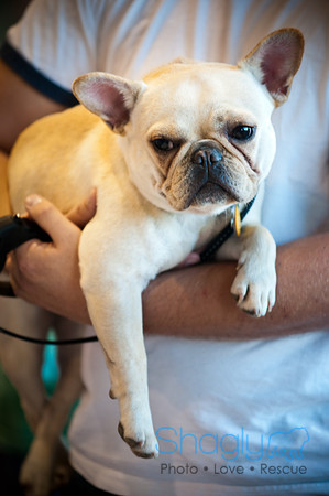 PugOWeen-3648