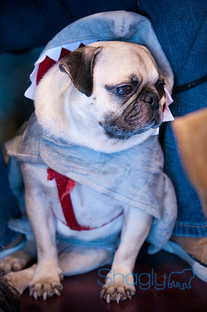 PugOWeen-3017