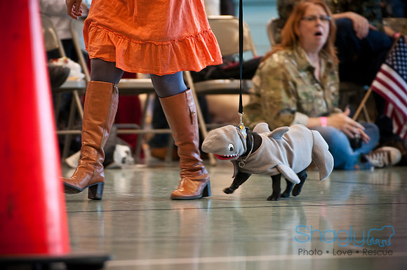 PugOWeen-2917