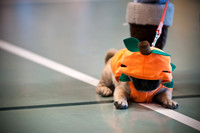 PugOWeen-2740