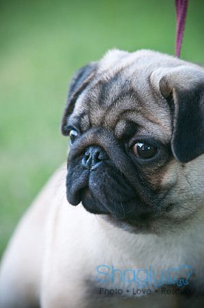PugOWeen-3838