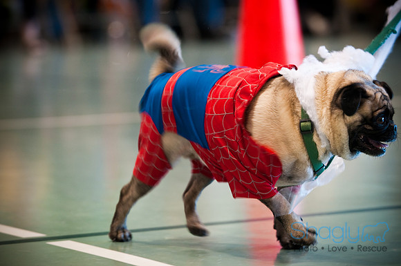 PugOWeen-3105