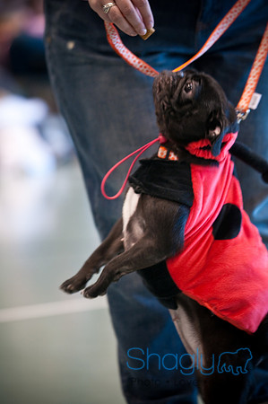 PugOWeen-3270