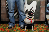 PugOWeen The Photobooth-2
