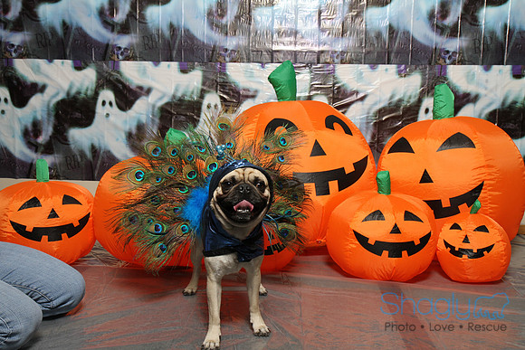 PugOWeen The Photobooth-1