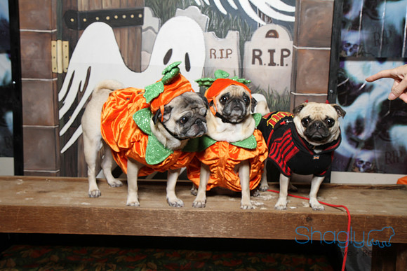 PugOWeen The Photobooth-34