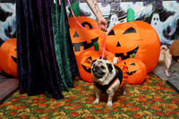 PugOWeen The Photobooth-6