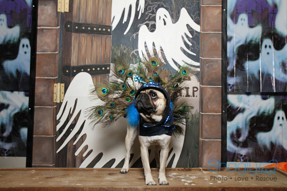 PugOWeen The Photobooth-40