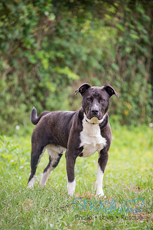 Duke