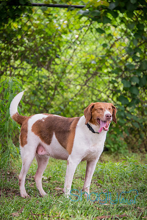 Addie