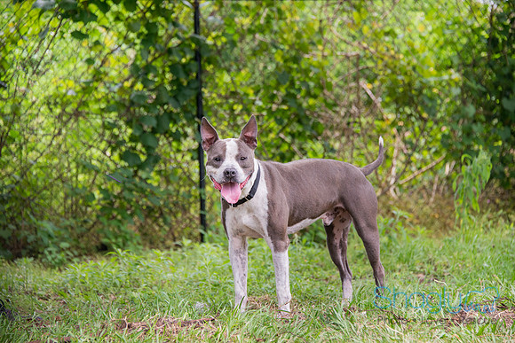 Smokie