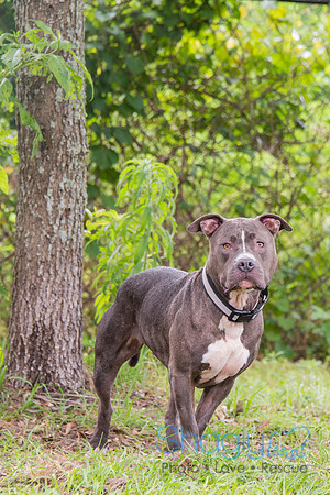 Stella