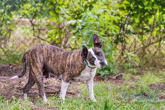 Myia