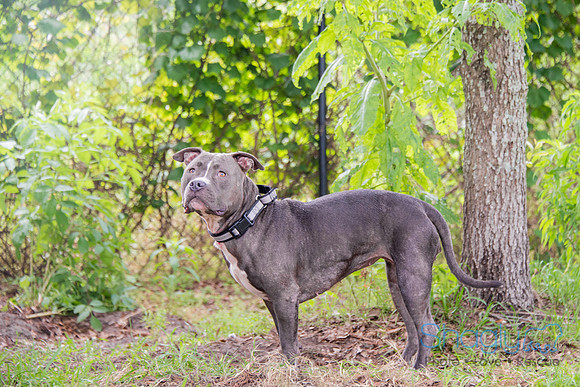 Stella