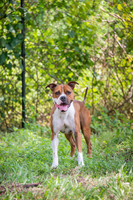 Axel