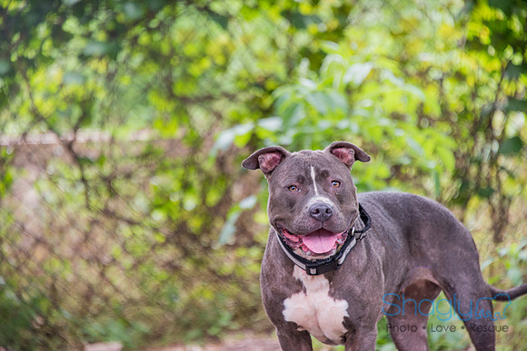 Stella