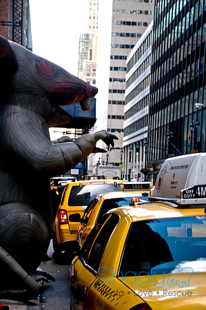 New York-4655