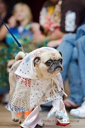 PugOween-16
