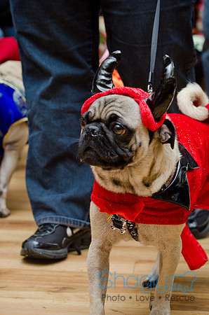 PugOween-3