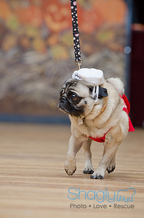 PugOween-19