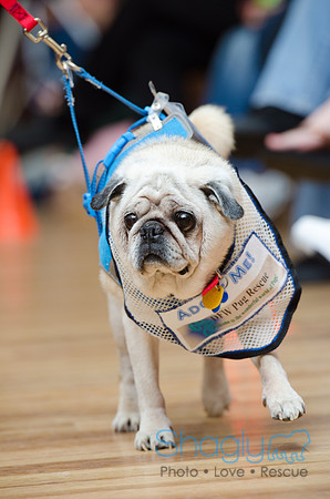 PugOween-12