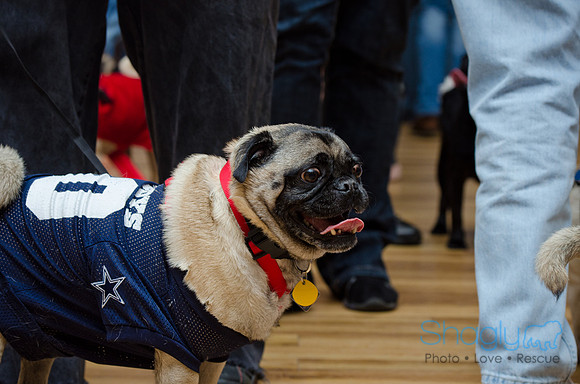 PugOween-1