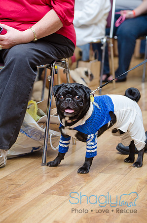 PugOween-8
