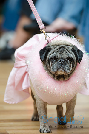 PugOween-9