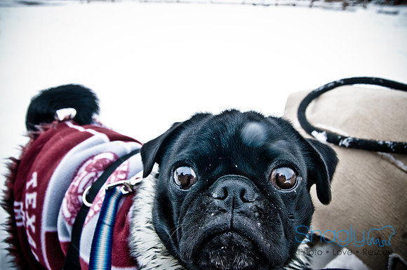 Snow Day-1347