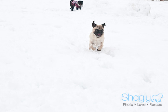 Snow Day-1260