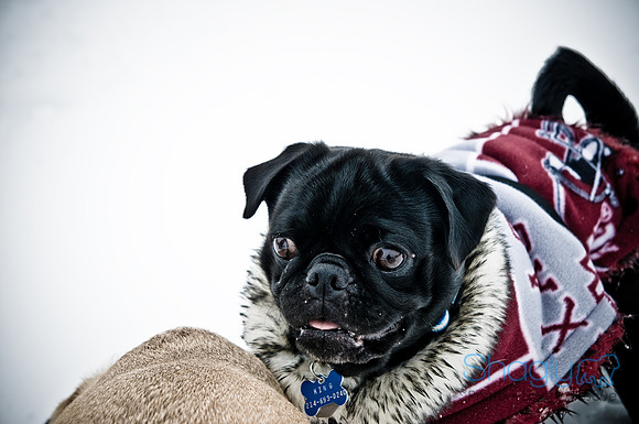 Snow Day-1207