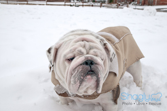 Snow Day-1335