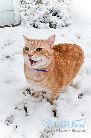 Snow Day-0849