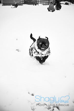 Snow Day-1075
