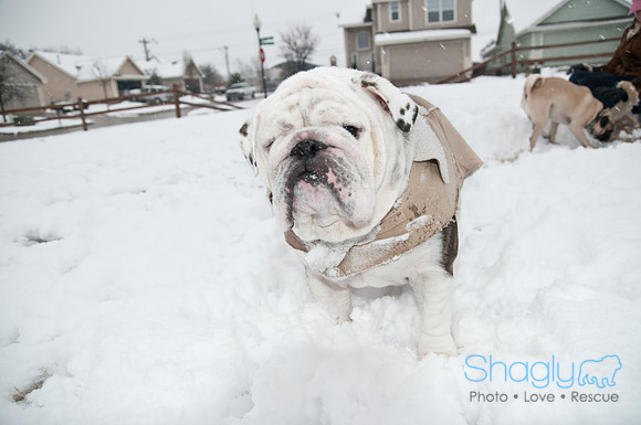 Snow Day-1036