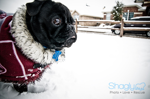 Snow Day-1212