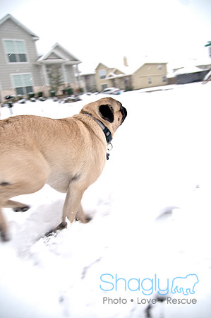 Snow Day-1084