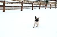 Snow Day-1184