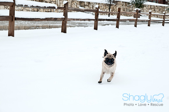 Snow Day-1184