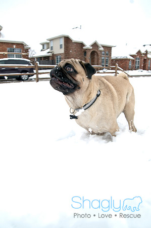Snow Day-1234