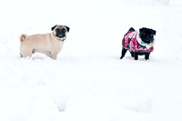 Snow Day-1194