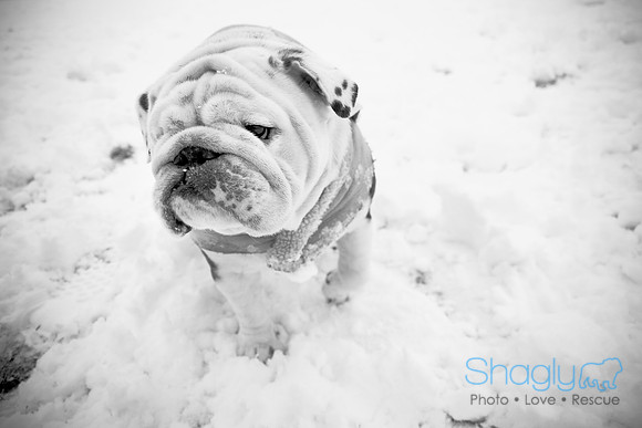 Snow Day-0983