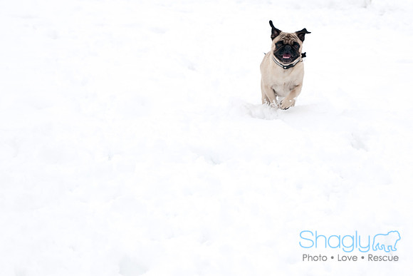 Snow Day-1261